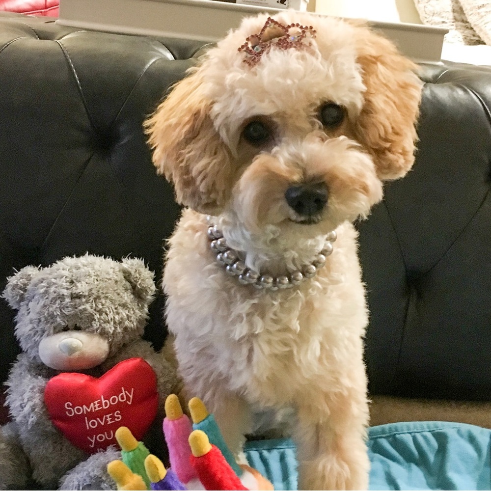 **SOLD** Spoiled Dog Accessories